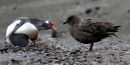 Gentoo defending chick against Skua